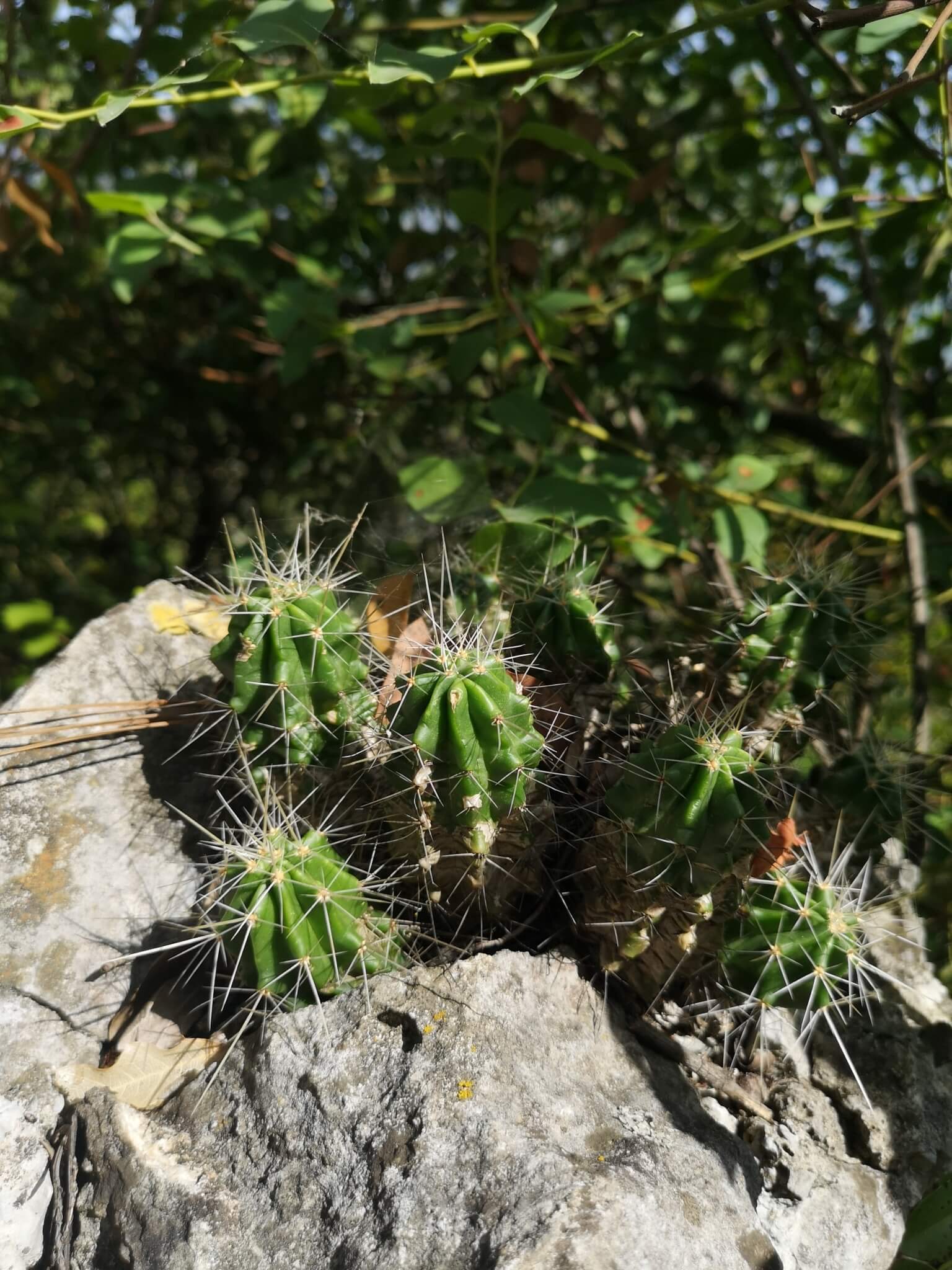 Echinocereus viereckii
